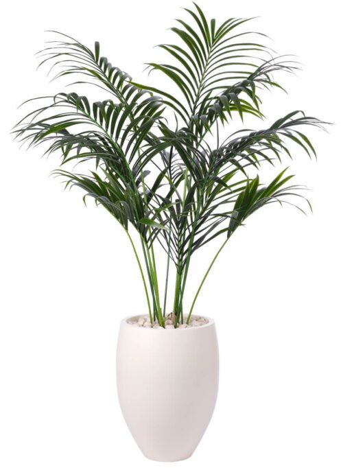 Kentia, UV Outdoor Greenery, 72"