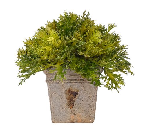 Cabbage, Faux Arrangement, 12" (Final Sale)
