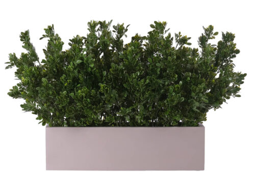 Boxwood Bush, UV Outdoor Faux Greenery, 24"