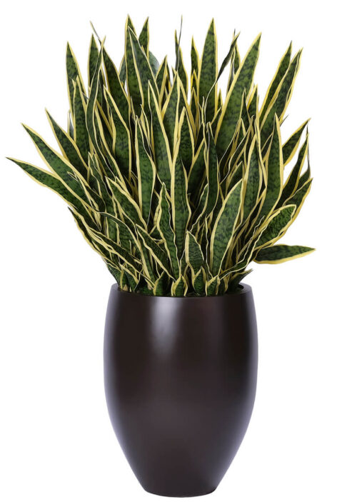 Sansevieria, Faux Greenery, 50"