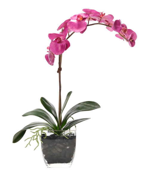 Phalaenopsis Orchid, Faux Watergarden, 26"