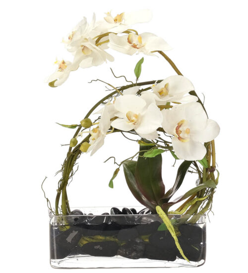 Phalaenopsis Orchid, Faux Watergarden, 14"