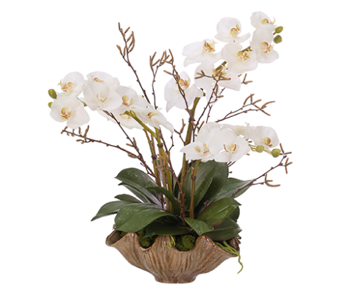 Orchids
