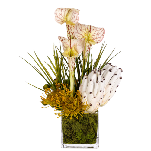 Protea Pitcher Plant, Faux Moss Garden, 17"