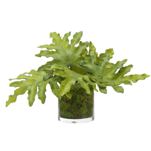 Selloum, Faux Moss Garden, 8"