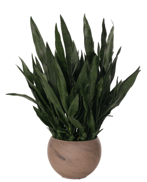 Sansevieria, Faux Arrangement, 37"