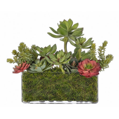 Succulent, Faux Moss Garden, 12"