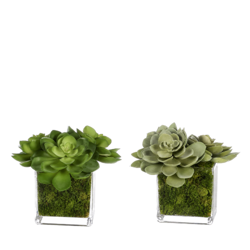 Succulent, Gray Green, Moss Glass Cube/2, 6wx5dx4h