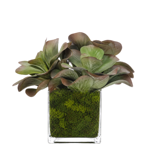 Succulent, Faux Moss Garden, 14"