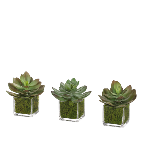 Succulent, Set of 3, Faux Moss Garden, 6"