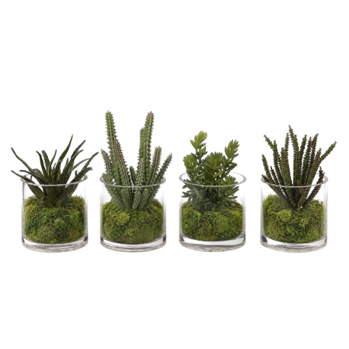 Succulent, Gray Green, Moss Glass Cylinder/4, 5wx5dx8h