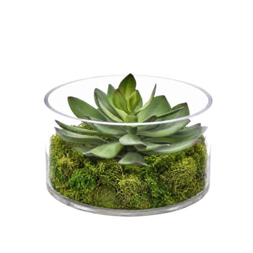 Succulent, Faux Moss Garden, 6"