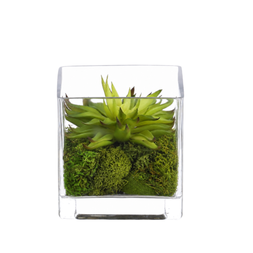 Succulent, Green, Moss Glass Cube, 4.75wX4.75dX4.75h