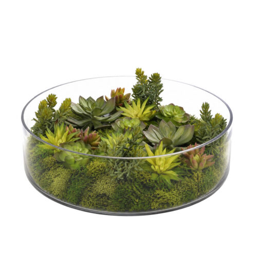 Succulent, Faux Moss Garden, 7"