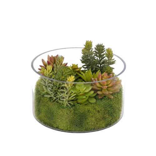 Succulent, Faux Moss Garden, 6.5"
