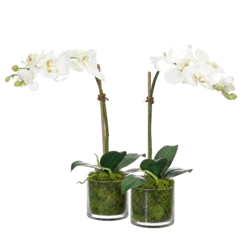 Phalaenopsis, Set of 2, Faux Moss Garden, 16"