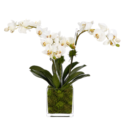 Real-Touch Orchid Phalaenopsis, Faux Moss Garden, 19"