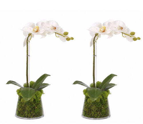 Phalaenopsis Orchid, Set of 2, Faux Moss Garden, 14"