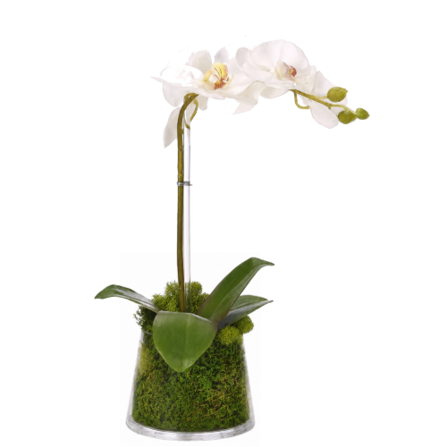 Phalaenopsis Orchid, Faux Moss Garden, 14"