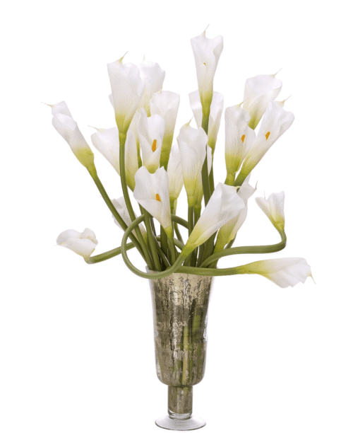 Lilies