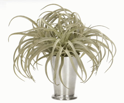 Tillandsia, Faux Watergarden, 12"