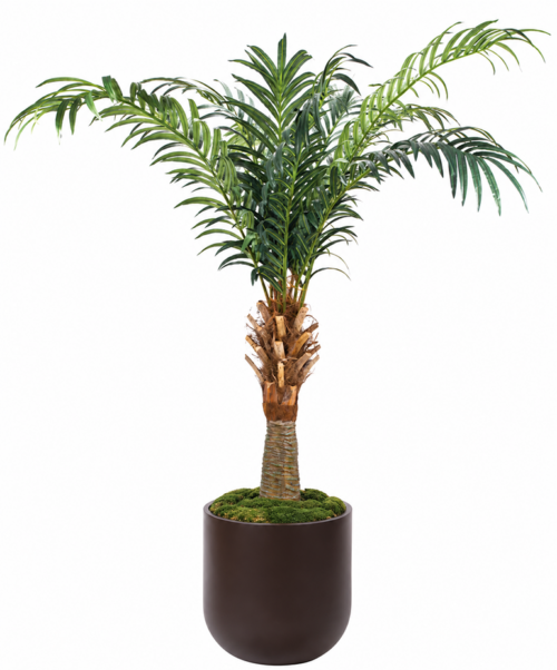A potted palm tree with long, green fronds and a textured trunk, growing in a round, dark brown pot with moss covering the soil.