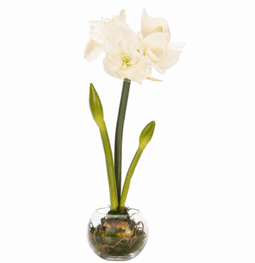 White Cream White Amaryllis Artificial Arrangement, 24" H