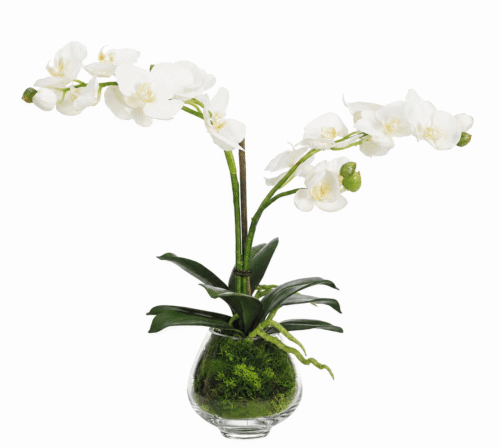 White Orchid Phalaenopsis Silk Arrangement in Glass Vase