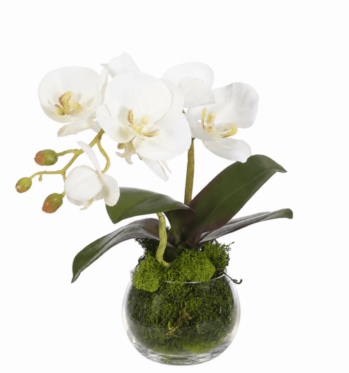White Phalaenopsis Orchid Silk Arrangement in Glass