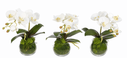 White Orchid Phalaenopsis Silk Arrangement